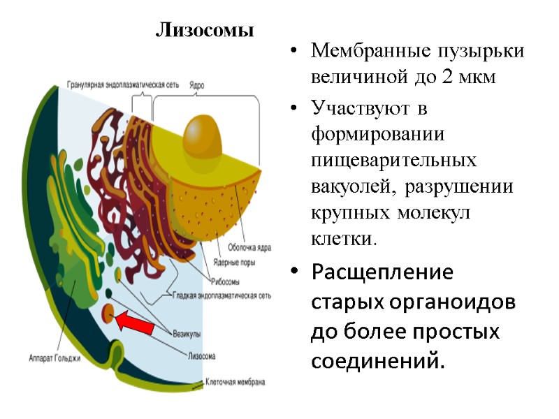 Лизосомы  Мембранные пузырьки величиной до 2 мкм  Участвуют в формировании пищеварительных вакуолей,